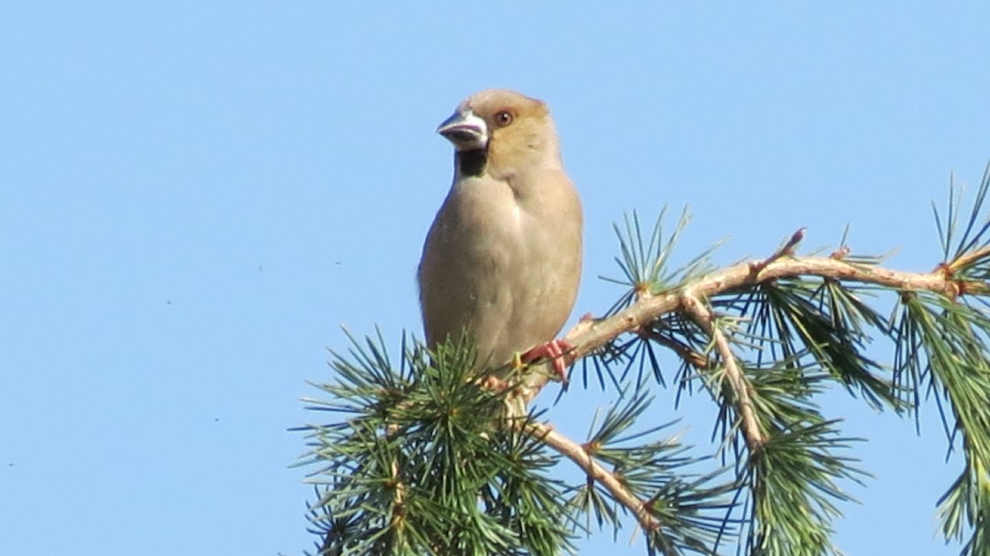 Frosone  (Coccothraustes coccothraustes), femmina